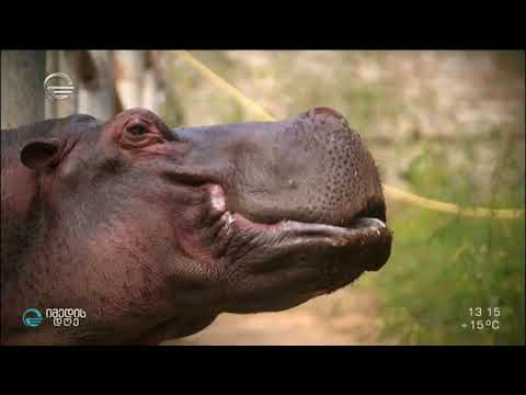 ერეკლე წულაძის ნამუშევარი ,,ჰიპოპოტამი\" მალე მზიურის პარკში დაიდგმება!