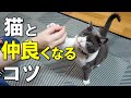 【科学的根拠あり】猫と仲良くなる9つのコツ!猫との距離を縮めたい人必見【保護猫】