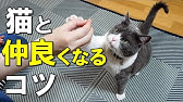 なつき度診断 愛猫のなつき度レベルをチェック 猫のなつき度をあげる方法も紹介 保護猫 Youtube
