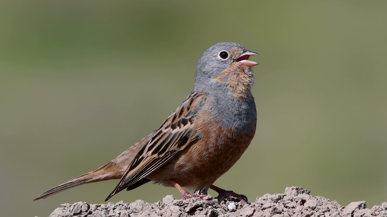 Kızıl kirazkuşu [ Cretzschmar`s Bunting - Emberiza caesia ]