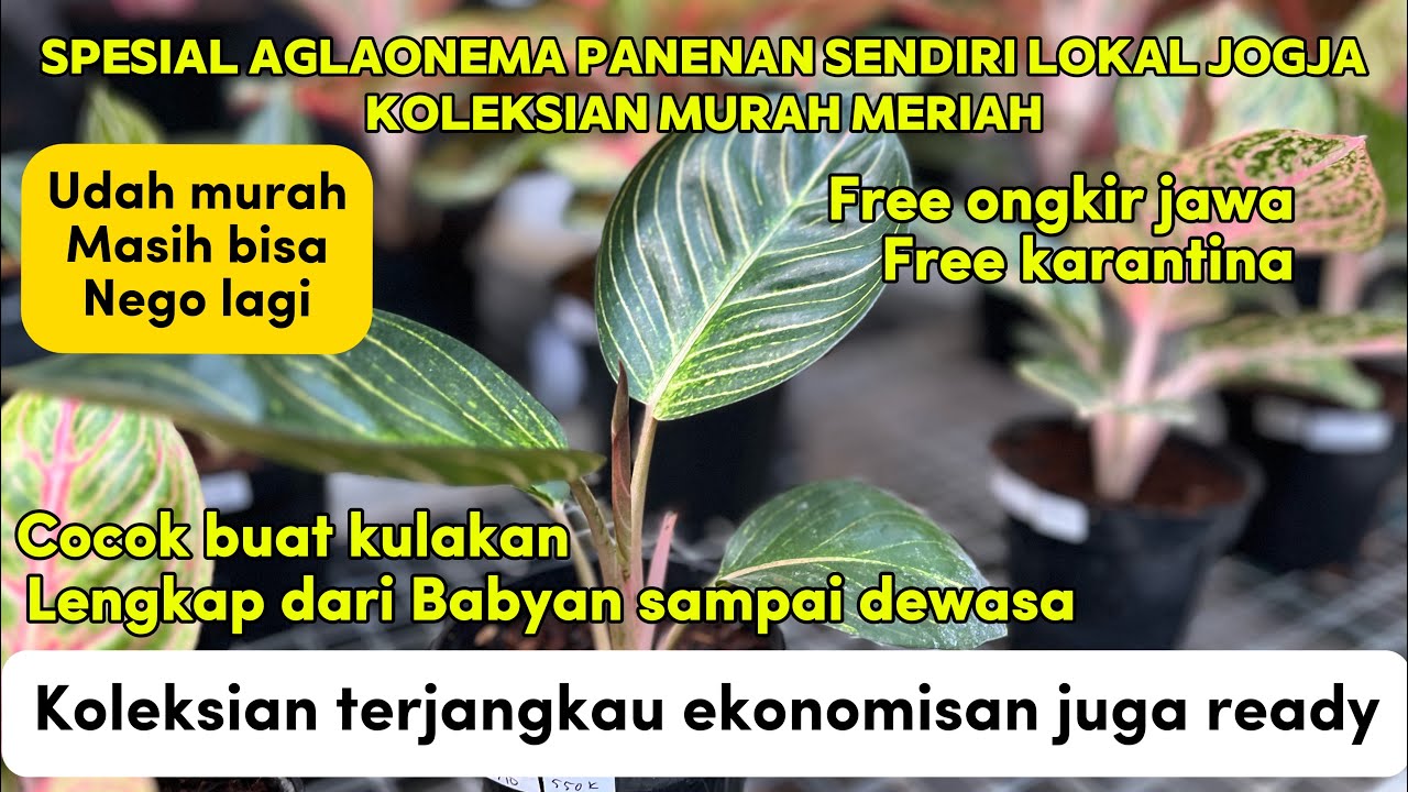 [Jualan Eps 003] Spesial Aglaonema Panenan Sendiri Lokal Jogja koleksian Murah Meriah