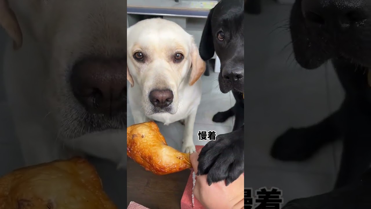 Dog: You are more evil than me There is a stupid dog at home Cute pet debut plan The dog's thoughts