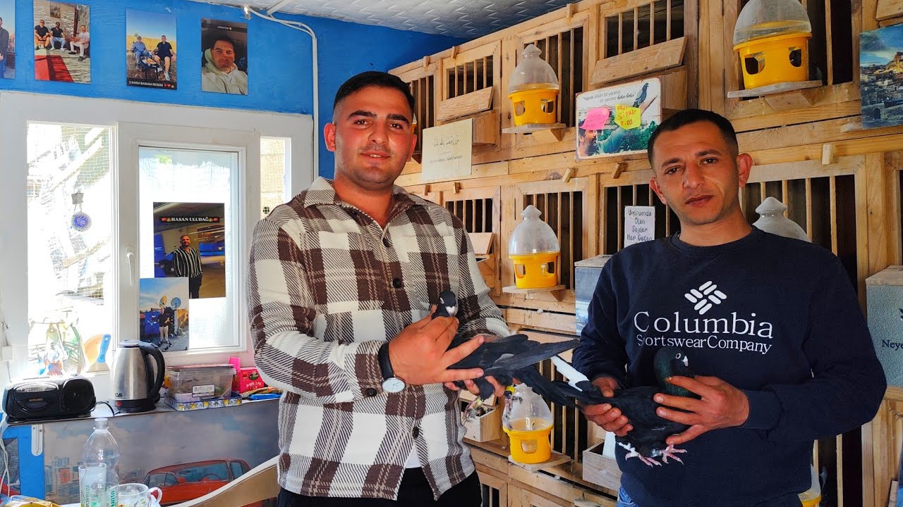 BÜYÜK EMEKÇİ ADANA DAMIZLIK GÜVERCİNLERİ ÜRETİCİ | Hasan Uludağ