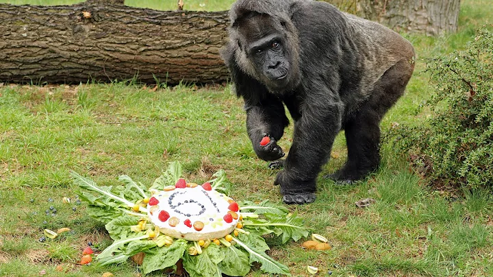 Oldest Living Gorilla Loves Eating Cake For 61st Birthday Celebration