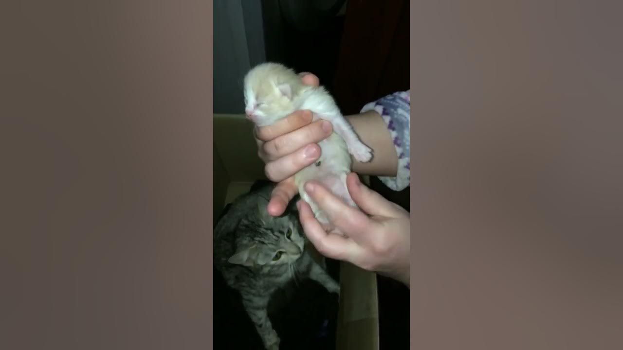Новорожденные котята пол фото