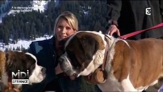 Le Saint-Bernard, un “géant“ chien de montagne