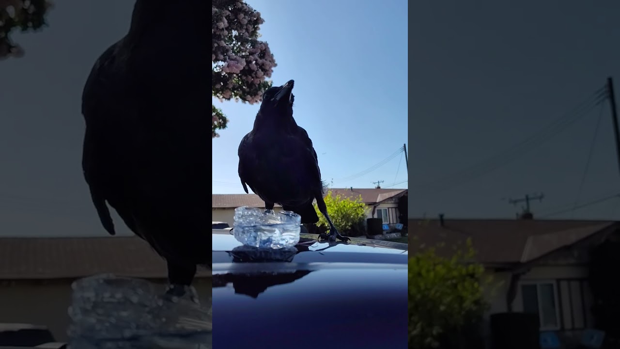 #crow