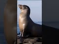 Sea lion