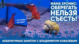 Аквариумные заметки с Владимиром Ковалевым. Ужин мамы-хромиса.