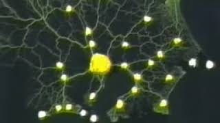 Slime Mold Form A Map Of The Tokyo Area Railway System