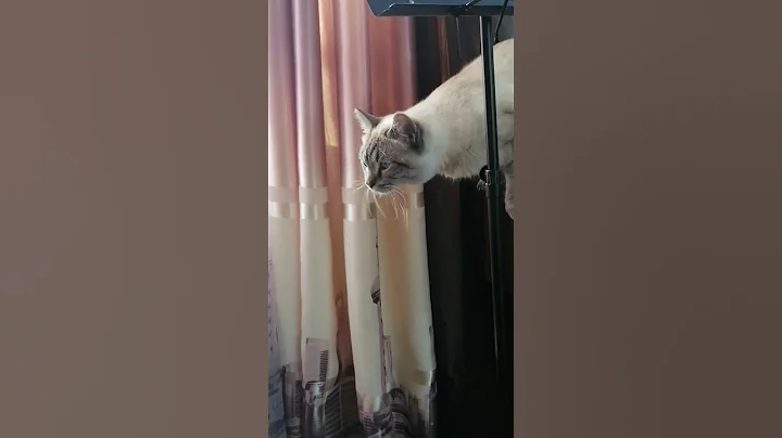 Video 11759831: siamese cat funnycats cutecats, siamesecat cutecats cats, siamese kitty cat, siamese cat meowing, siamese cat animal