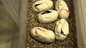 Reptile Rewind: My First Ball Python Clutch Ever - Eggs To Babies
