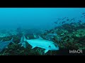 Rush hour on the reef. #oceanlife #bunbury #windfarm