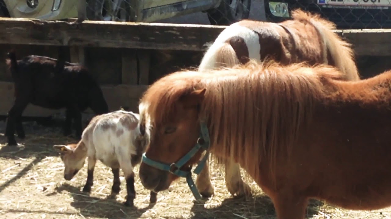 Süße Ponys - YouTube