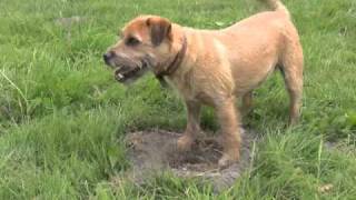 You and Your Border Terrier: The Essential Guide; Digging