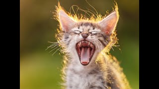 КОШКИ 2020 ПРИКОЛЫ С КОТАМИ funny cats compilation