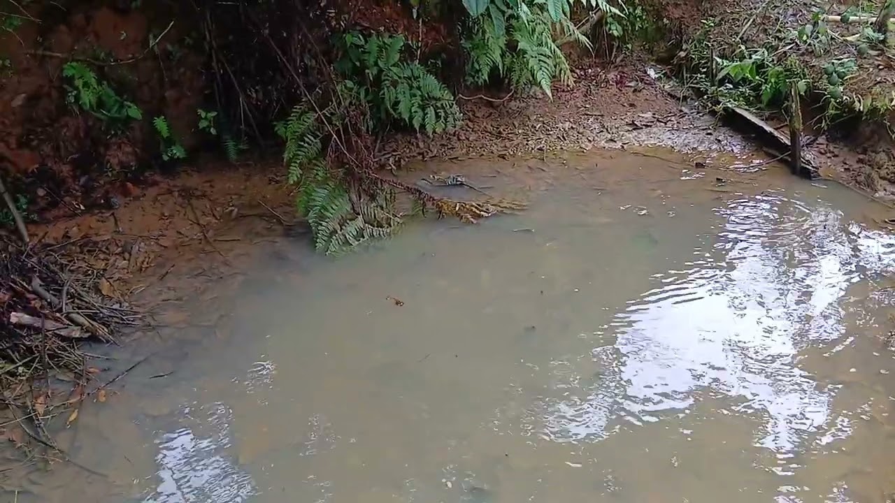 Dia  de pegar peixe e limpar  o poço 