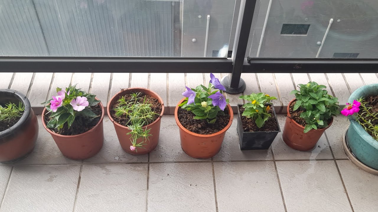 PLANTING NEW FLOWERBEARING PLANTS plantita YouTube