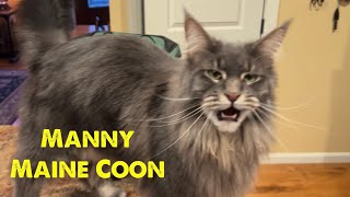 Talking Maine Coon Compilation | Blue Tabby & Calico #cats