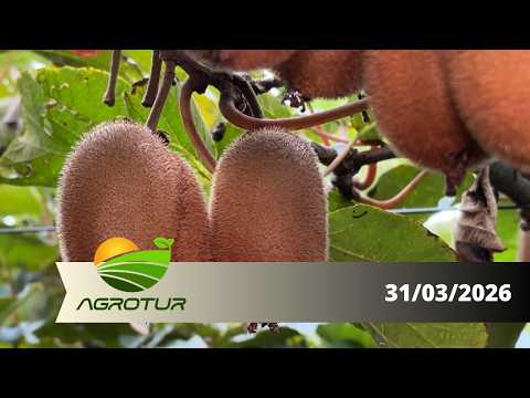AgroTur: Kiwi pode ser consumido in natura e é utilizado para fazer geleias e até drinques