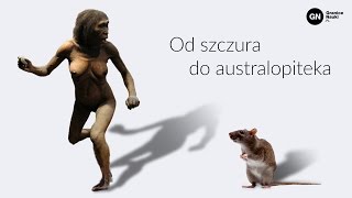 Ewolucja naczelnych: od szczura do australopiteka, Łukasz Lamża