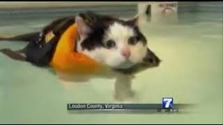 News Anchor Cracking Up over Swimming Cat