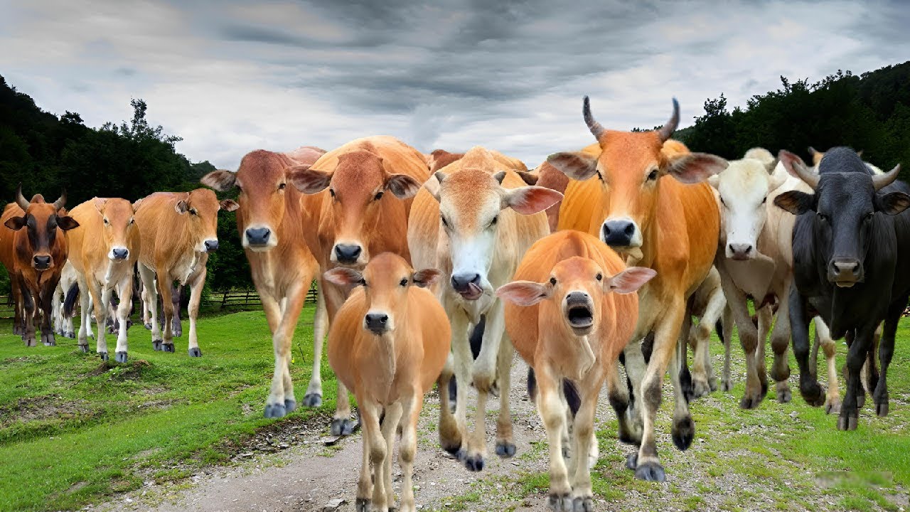 Default Cow A herd of tame cows walks neatly towards the muddy rice fields, the ...