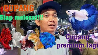 Woow‼️ CUPANG PREMIUM MULAI BERGENTAYANGAN LAGI‼️ UPDATE HARGA IKAN HIAS DI PASAR SUBUH JATINEGARA‼️