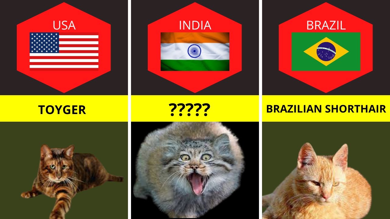 Cats from different countries YouTube