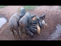 Criação de porcos,5 porcas 🐷52 leitões 🐖🐖🐖