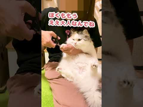 爪切りぐらい余裕や思たんやけどなぁー！？【おしゃべりする猫】 #Shorts