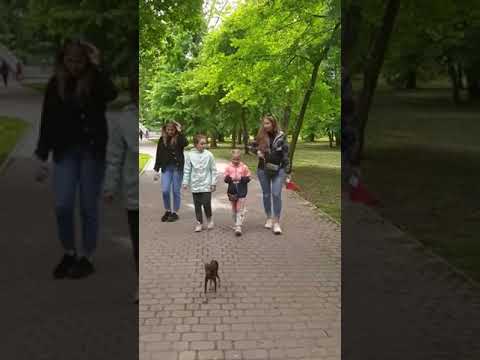 Wideo: Park „Chistyakovskaya Grove”, Krasnodar: opis, zabytki i ciekawe fakty