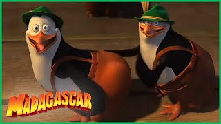 DreamWorks Madagascar em Português | Dança tapa | Os Pinguins de Madagascar | Desenhos Animados