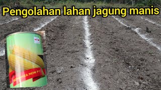 Cara pengolahan lahan jagung manis supaya tumbuh subur/hasil memuaskan