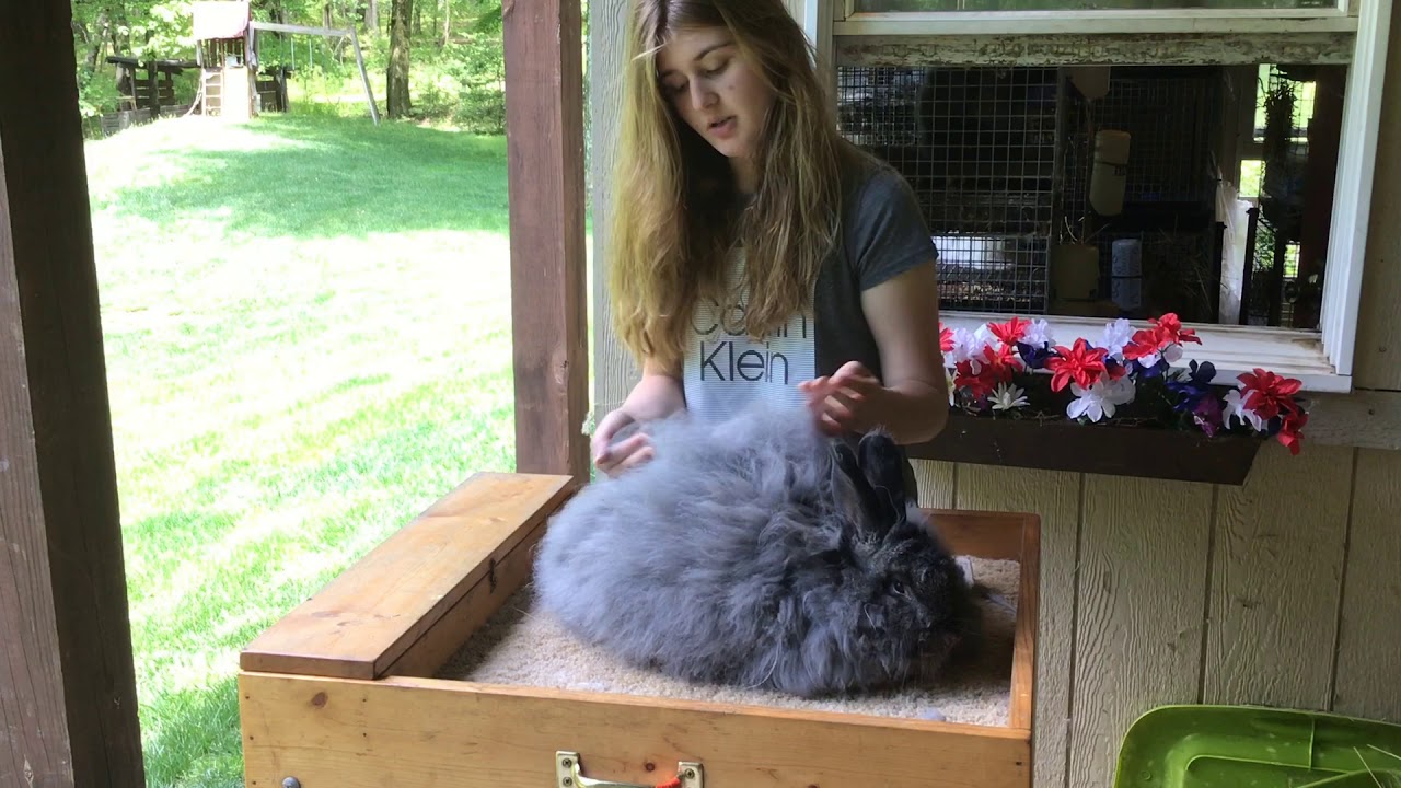 4-h French angora Care