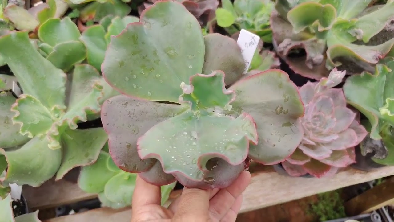 Como estão sobrevivendo as gibifloras na chuva por 2 semanas!