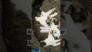 "Mother's unconditional love".😻❤️#shorts#responsibleparent#motherslove#kitten#cat