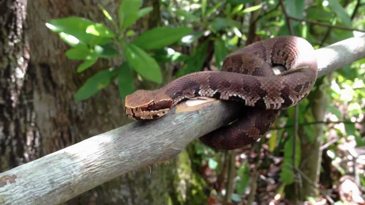 water moccasin YouTube