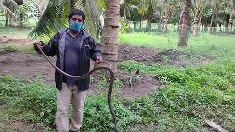 Seven Feet Long Rat Snake Stuck in Fishing Net Set Free by Rescue Department - 1134983