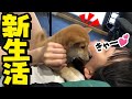 初日から元気すぎる子犬！チャンネル名変更のお知らせ