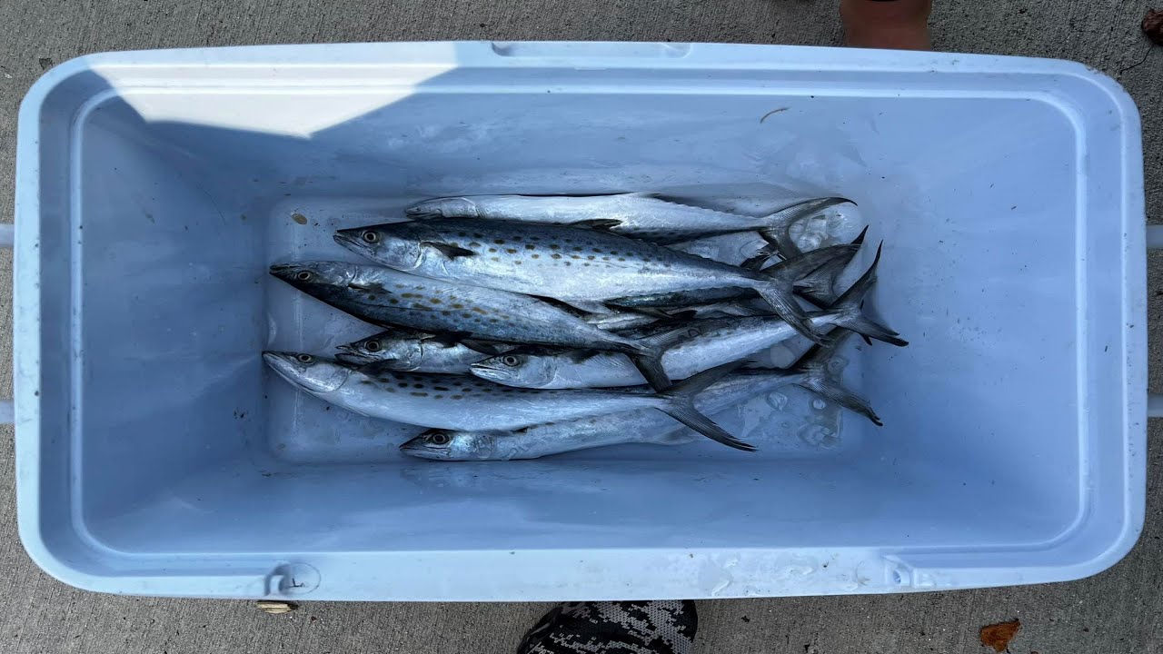 2022 North Carolina Spanish Mackerel and Blue Fall Blitz Southern