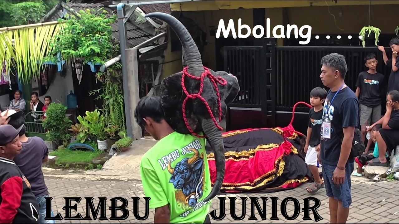 Mberot Mbolang bareng bantengan Lembu Junior full kalapan