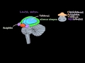 Duygular: Limbik Sistem