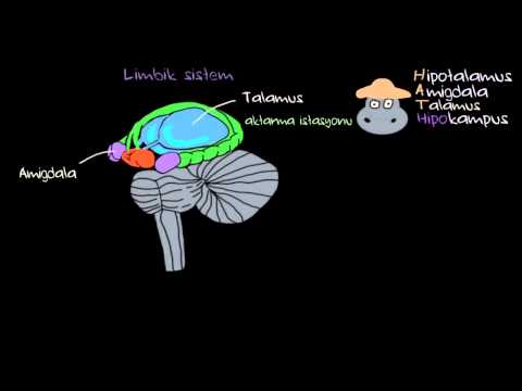 Duygular: Limbik Sistem (Sağlık Bilgisi ve Tıp)