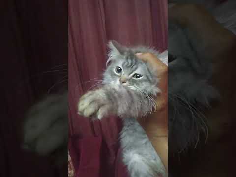 اكلت البيض اللي كنا هنتسحر بيه هموتك يا بسنت