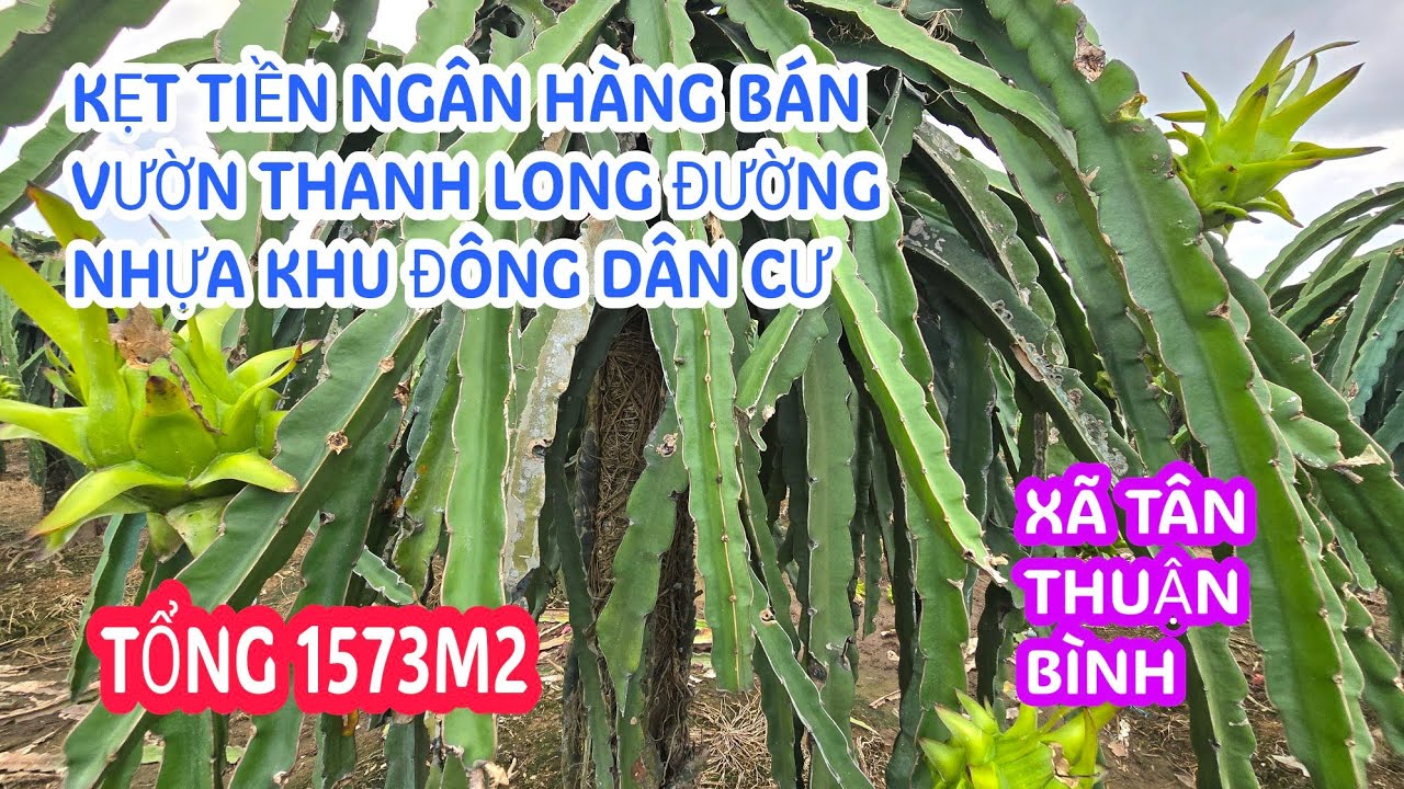MS:25330 Bán đất vườn thanh long mặt tiền đường nhựa - Khu vực đông dân cư giá mềm xem là thích.