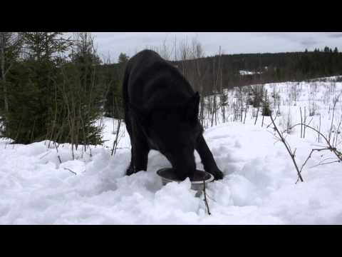 Video: Hvordan Velge Tørr Hundemat