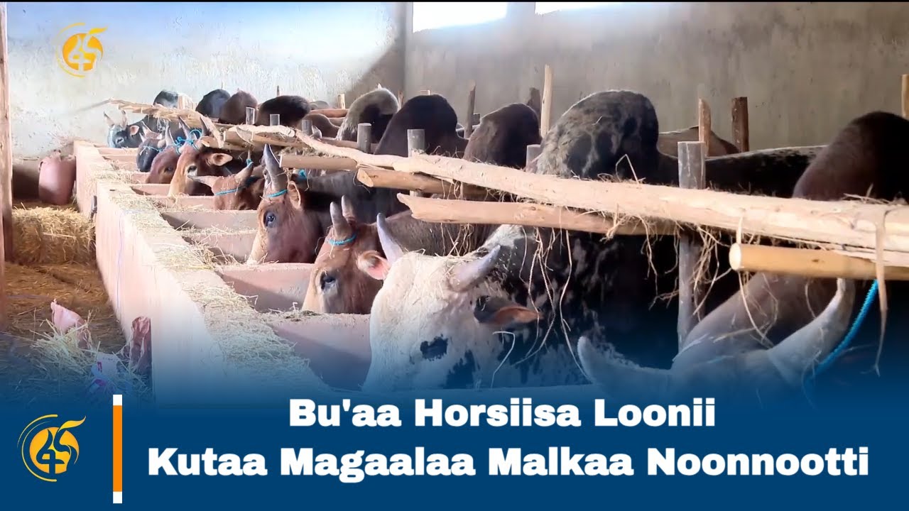 Bu'aa Horsiisa Loonii Kutaa Magaalaa Malkaa Noonnootti