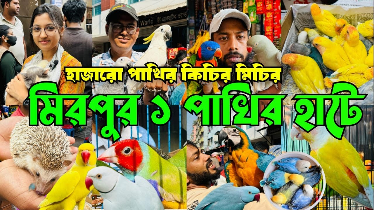 হাজরো পাখির কিচির মিচির মিরপুর ১ পাখির হাটে | Mirpur 1 Pakhir Hat #viral