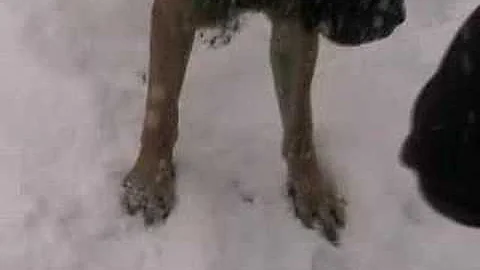 Bandit, The Snow Soccer Dog